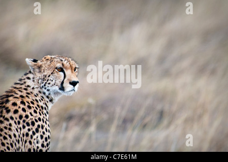 Le guépard, Acinonyx jubatus, à la recherche de proies, Masai Mara National Reserve, Kenya, Africa Banque D'Images