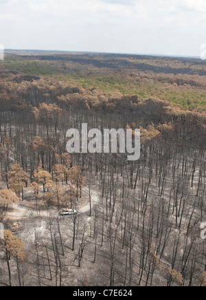 Vue aérienne de la forêt en parc d'état de Lost Pines endommagées par les incendies à proximité de Bastrop, Texas, à la suite d'un mois-longue sécheresse. Banque D'Images