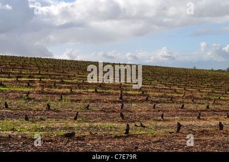 Vignes, Groot Constantia, Cape Town, Western Cape, Afrique du Sud Banque D'Images