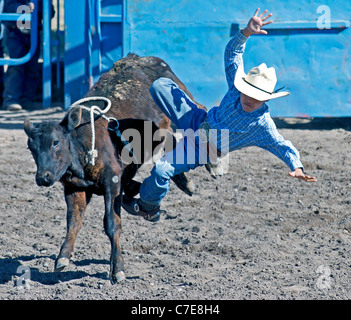 Jeune tombant dans le cas de la circonscription de veau rodeo tenue sur la réserve de Fort Hall, au Wyoming, au cours de l'Assemblée Shos Banque D'Images