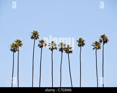 Un groupe de grands palmiers matures sous le soleil de Californie du sud. Banque D'Images