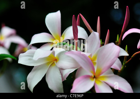 Un anole vert lézard caché dans les fleurs roses de Plumeria. Banque D'Images