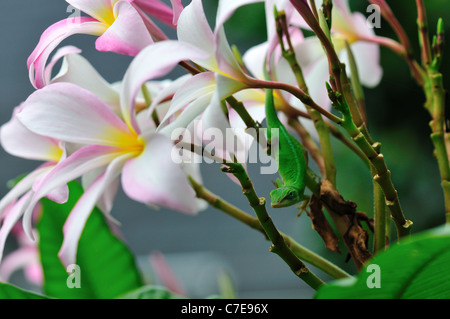 Un anole vert lézard caché dans les fleurs roses de Plumeria. Banque D'Images