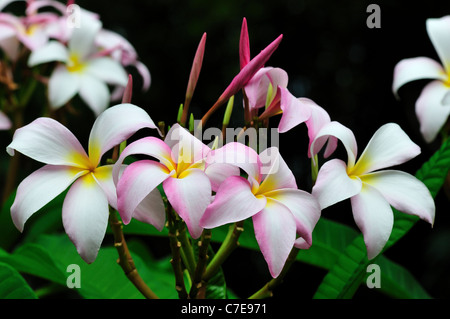 Fleurs de frangipanier rose. Banque D'Images