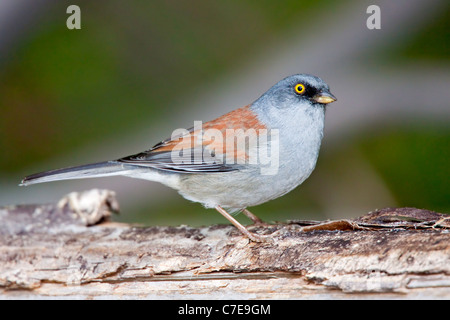 Yellow-eyed Junco Junco phaeonotus montagnes Santa Catalina, comté de Pima, Arizona, United States 15 septembre Hot Emberizidae Banque D'Images