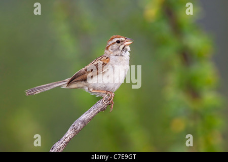 Bruant à winged Sparrow Aimophila carpalis Santa Rita Mountains, dans le comté de Santa Cruz, Arizona, United States Banque D'Images