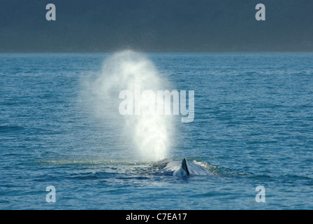 Le cachalot (Physeter macrocephalus) soufflant à Kaikoura, Nouvelle-Zélande Banque D'Images