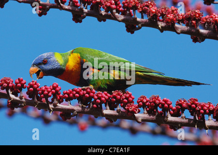 Rainbow Lorikeet (Trichoglossus haematodus) se nourrissant de fruits rouges Banque D'Images