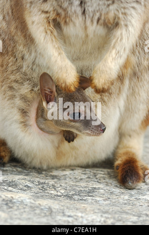 Mareeba bébé Rock Wallaby (Petrogale mareeba) dans sa pochette mères Banque D'Images