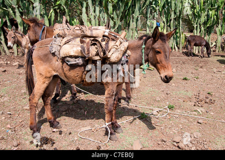 Pack-chevaux à Sulula marché près de Dessié dans le Nord de l'Éthiopie, l'Afrique. Banque D'Images