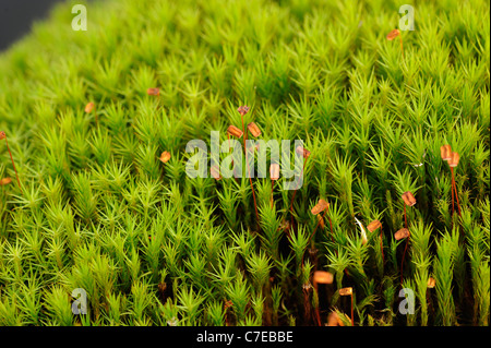 Mousse polytric commun, Polytrichum commune, capsules Banque D'Images