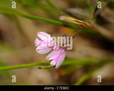 Polygale incarnat Polygala vulgaris, commune, formulaire rose Banque D'Images