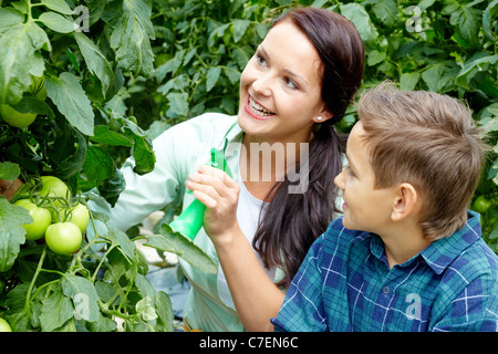 Femme et petit garçon en prenant soin de tomates en serre Banque D'Images