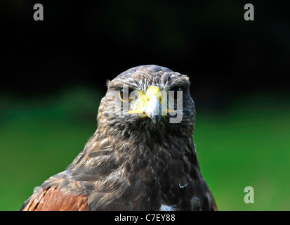 Harris Hawk Banque D'Images