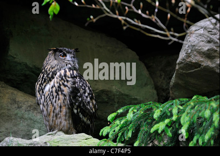 Grand owl (Bubo bubo) sitting on rock ledge en falaise Banque D'Images