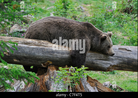 Eurasien paresseux ours brun (Ursus arctos) dormir sur tronc d'arbre tombé dans une forêt, parc national de la forêt bavaroise, Allemagne Banque D'Images