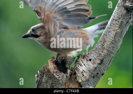 Eurasian Jay (Garrulus glandarius) décoller de tronc d'arbre Banque D'Images