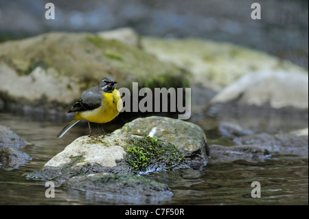 Bergeronnette des ruisseaux (Motacilla cinerea) perché sur la roche dans le ruisseau, Luxembourg Banque D'Images