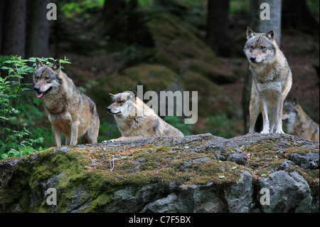 Pack de loup gris d'Europe (Canis lupus) numérisation woodland pour proie de rock, forêt de Bavière, Allemagne Banque D'Images