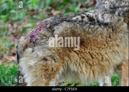 Européenne subalterne Loup gris (Canis lupus) blessé au dos après lutte avec mâle alpha, forêt de Bavière, Allemagne Banque D'Images