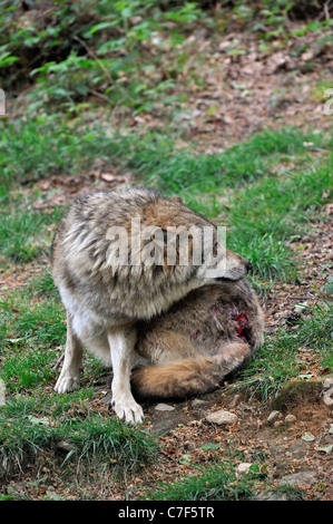 Européenne subalterne Loup gris (Canis lupus) blessé au-dessus de queue après lutte avec mâle alpha dominant à la recherche Retour à l'attaquant Banque D'Images