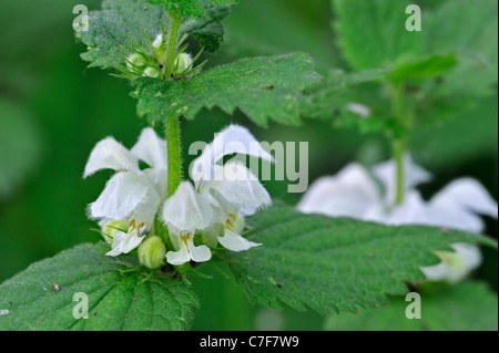 White deadnettle / dead ortie (Lamium album) en fleurs au printemps Banque D'Images