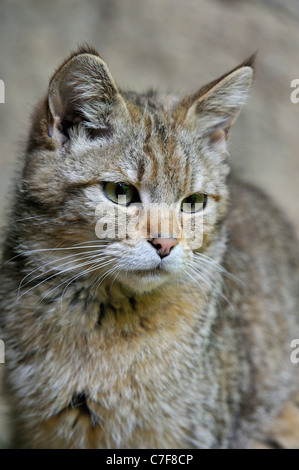 Jeune chat sauvage (Felis silvestris) close up, forêt de Bavière, Allemagne Banque D'Images