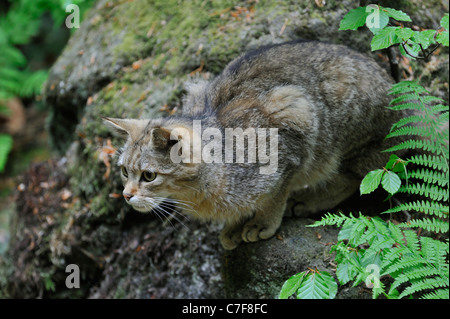 Jeune chat sauvage (Felis silvestris) traque ses proies dans la forêt, forêt de Bavière, Allemagne Banque D'Images