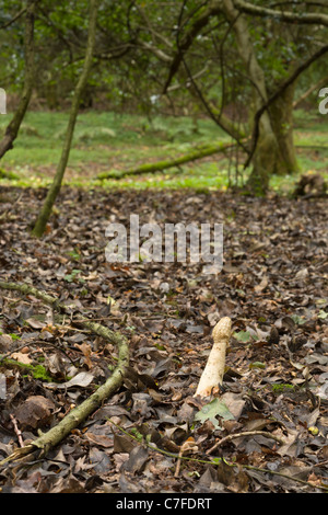 Champignons Phallus impudicus également connu sous le nom de Witch's Egg ou Stickhorn communs sur l'étage Banque D'Images