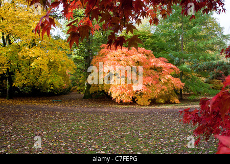 La couleur en automne dans la Clairière Acer à Westonbirt Arboretum dans le Gloucestershire, Angleterre, RU Banque D'Images