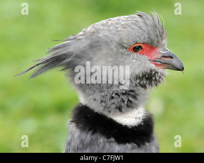 Un portrait de la tête d'un Screamer ou Crested Screamer - nom latin : Chauna torquata. Banque D'Images