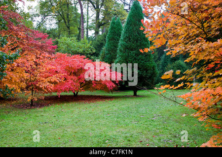 La couleur en automne dans la Clairière Acer à Westonbirt Arboretum dans le Gloucestershire, Angleterre, RU Banque D'Images