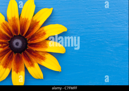 Rudbeckia hirta nains rustique fleur sur un fond peint en bois bleu Banque D'Images