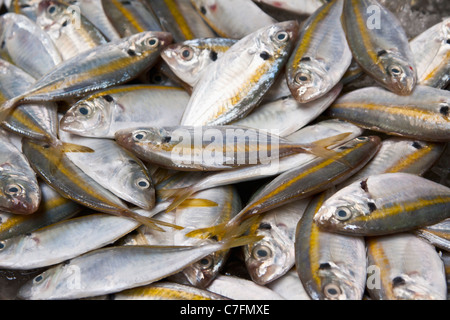 L'affichage des prises quotidiennes de wladin rayé jaune à un marché aux poissons, la Thaïlande Banque D'Images