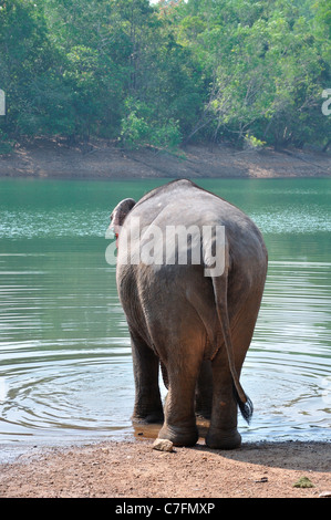 Sanctuaire de la vie sauvage Periyar Banque D'Images