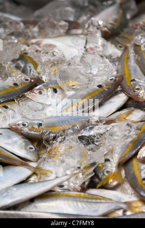 L'affichage des prises quotidiennes de wladin rayé jaune à un marché aux poissons, la Thaïlande Banque D'Images