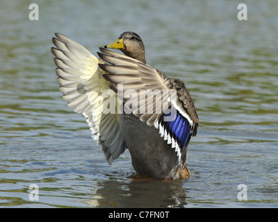 Un canard colvert battre ses ailes Banque D'Images