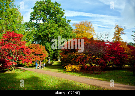 Trois dog walkers en automne couleur à Westonbirt Arboretum dans le Gloucestershire, Angleterre, RU Banque D'Images