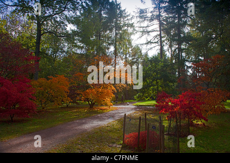 Deux promeneurs de chien errant dans la couleur de l'automne à Westonbirt Arboretum dans le Gloucestershire, Angleterre, RU Banque D'Images