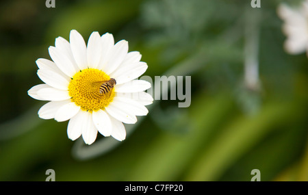 Guêpe pollen sur la marguerite Banque D'Images