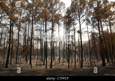 Panache de fumée s'élève de gauche d'une hotspot brûlé à travers forêt de pins en région rurale de Bastrop, Texas, 30 milles à l'Est Banque D'Images