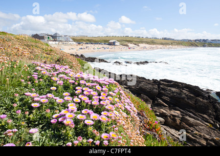 Mesembryanthemum Livingstone (Daisy) croissant sur la falaise surplombant la baie de Fistral, Newquay, Cornwall Banque D'Images