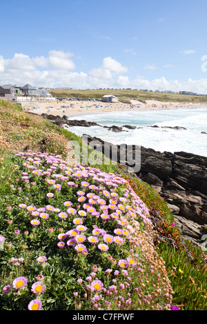 Mesembryanthemum Livingstone (Daisy) croissant sur la falaise surplombant la baie de Fistral, Newquay, Cornwall Banque D'Images