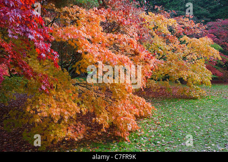 La couleur en automne dans la Clairière Acer à Westonbirt Arboretum dans le Gloucestershire, Angleterre, RU Banque D'Images