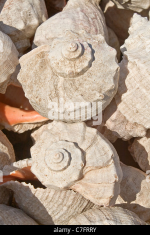 Seashell Rapana venosa (Lat) sur la plage. Banque D'Images