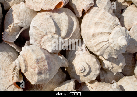 Seashell Rapana venosa (Lat) sur la plage. Banque D'Images