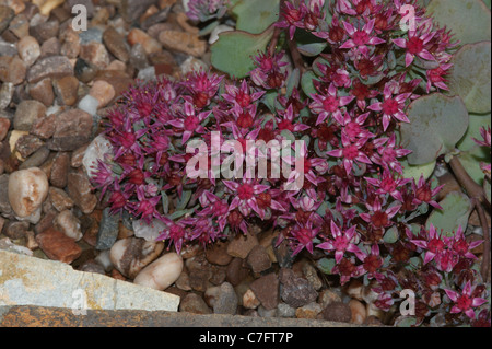 Sedum cauticola 'Lidakense' Banque D'Images