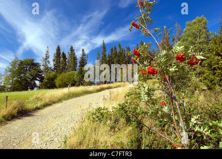 Mountain ash, Rowan berry sur chemin touristique Banque D'Images