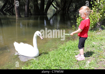 Petite fille l'alimentation d'un cygne sur le lac Bundek, Zagreb Banque D'Images