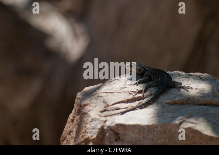 Un lézard épineux d'achillée (Sceloporus jarrovii) dans la région de Ramsey Canyon Preserve, Arizona, USA. Banque D'Images